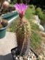 Preview: Thelocactus bicolor